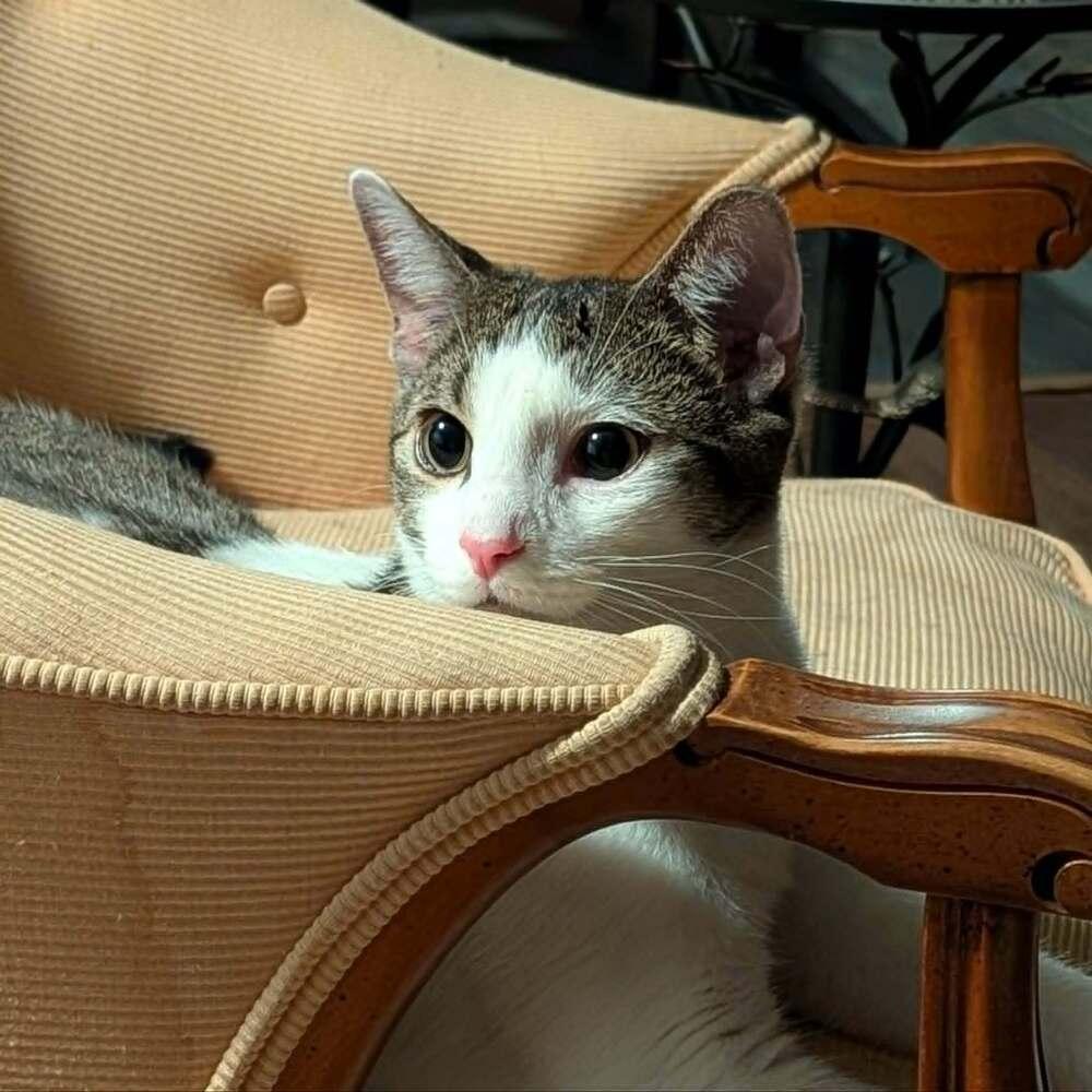 Brooks, Adoptable, Adult Male Domestic Short Hair.