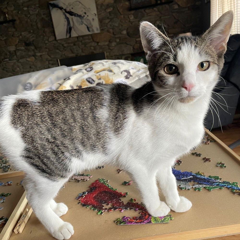 Brooks, a Adoptable Domestic Short Hair in Candler, NC image 1/3