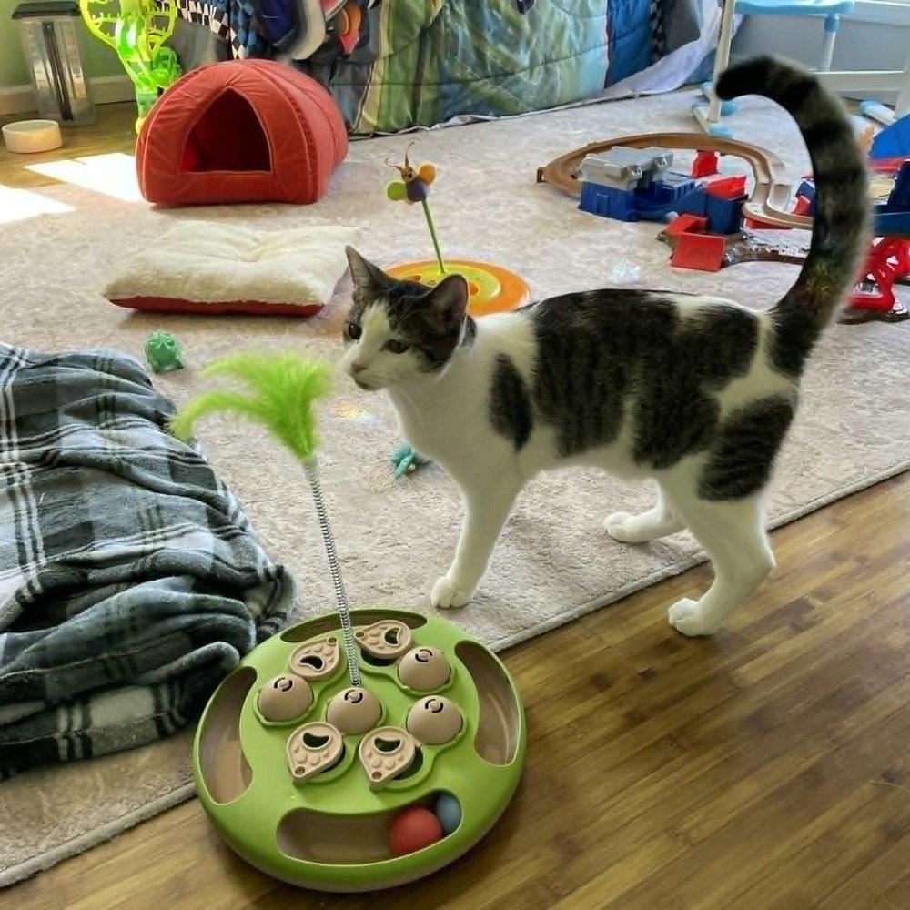 Brooks, Adoptable, Adult Male Domestic Short Hair.