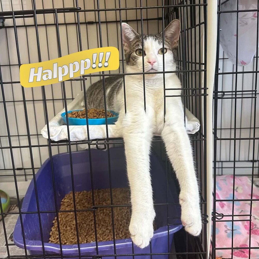 Enlarge Brooks, a Adoptable Domestic Short Hair in Candler, NC image 2/3