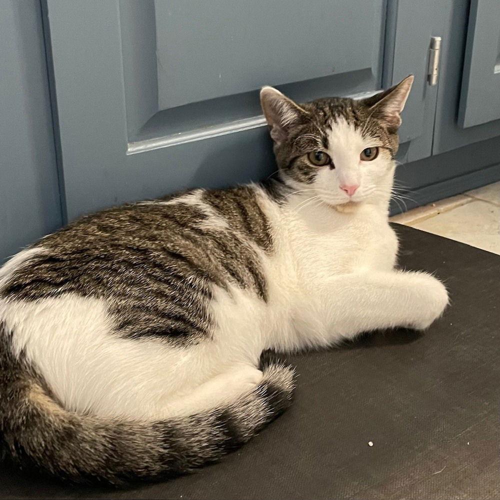 Brooks, a Adoptable Domestic Short Hair in Candler, NC image 2/3