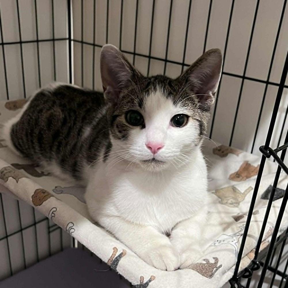 Brooks, a Adoptable Domestic Short Hair in Candler, NC image 3/3