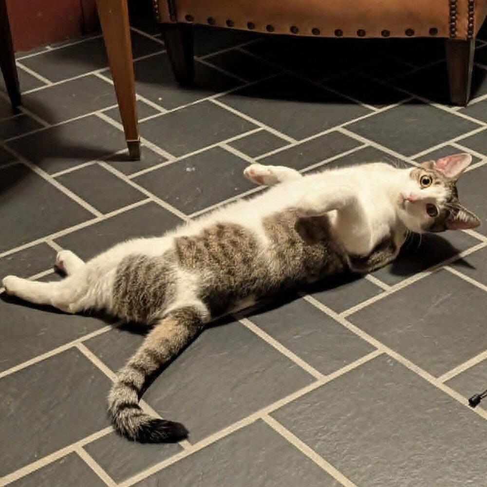 Enlarge Brooks, a Adoptable Domestic Short Hair in Candler, NC image 3/3