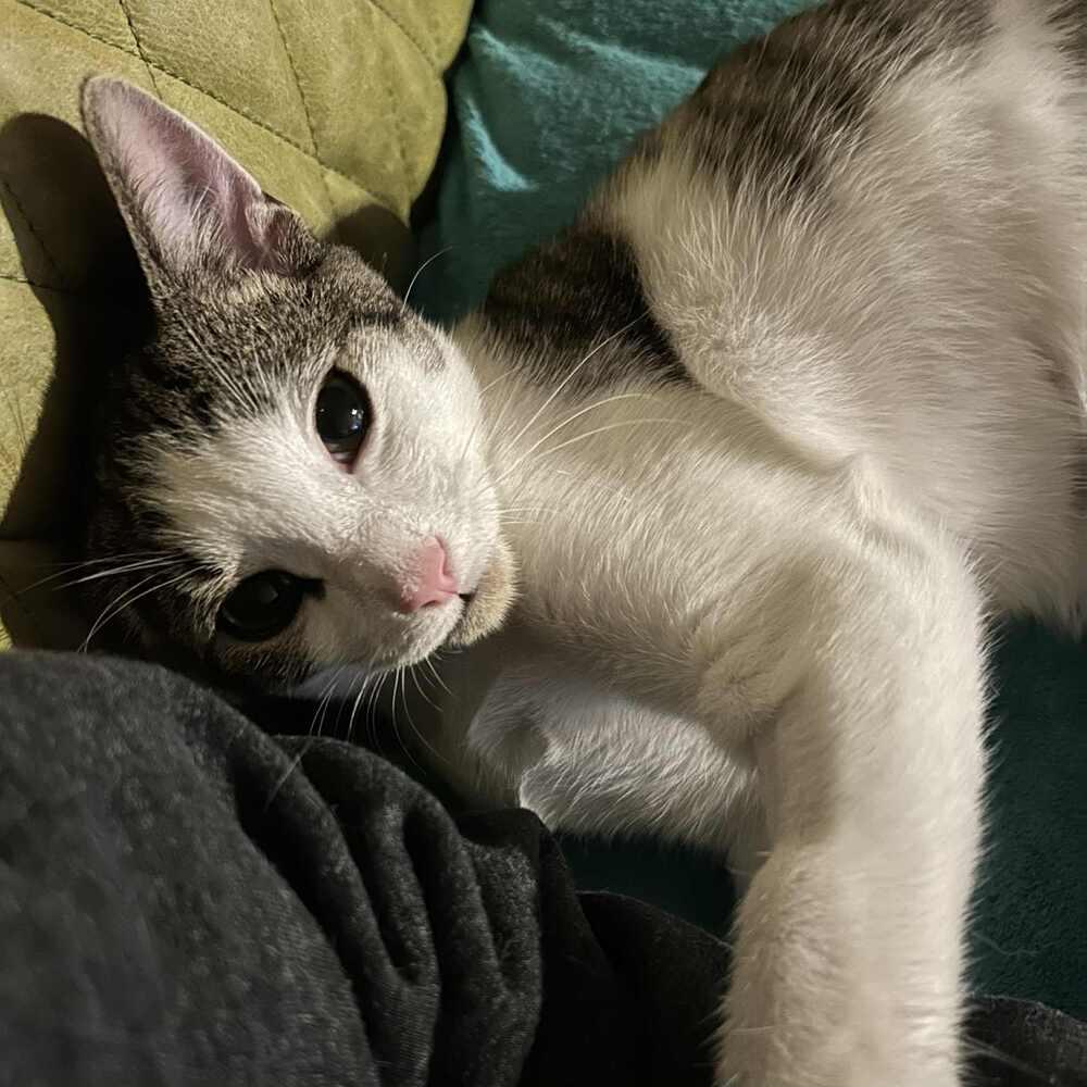 Enlarge Brooks, a Adoptable Domestic Short Hair in Candler, NC image 3/3