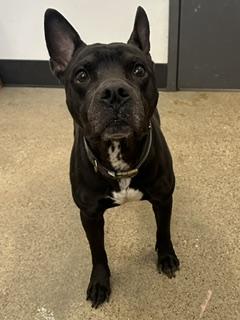 Enlarge Mateo, a ADOPTABLE mixed breed in Cleveland, OH image 3/4