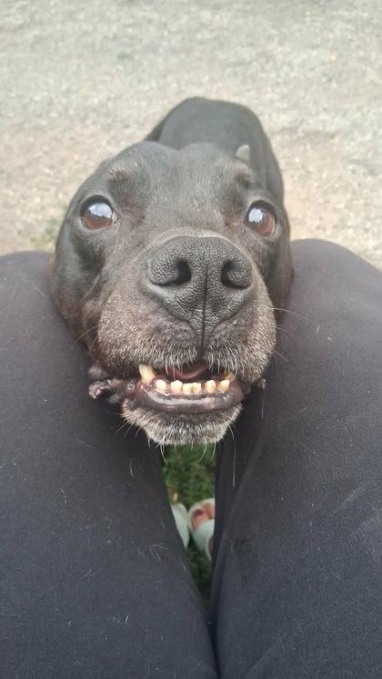 Enlarge Mateo, a ADOPTABLE mixed breed in Cleveland, OH image 4/4
