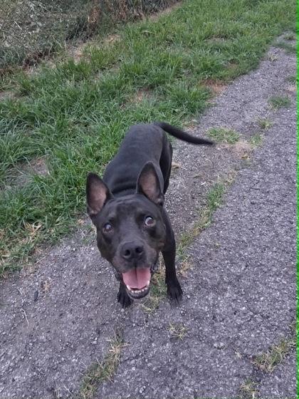 Mateo, ADOPTABLE, Senior Male Pit Bull Terrier.