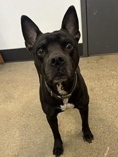 Enlarge Mateo, a ADOPTABLE mixed breed in Cleveland, OH image 2/4