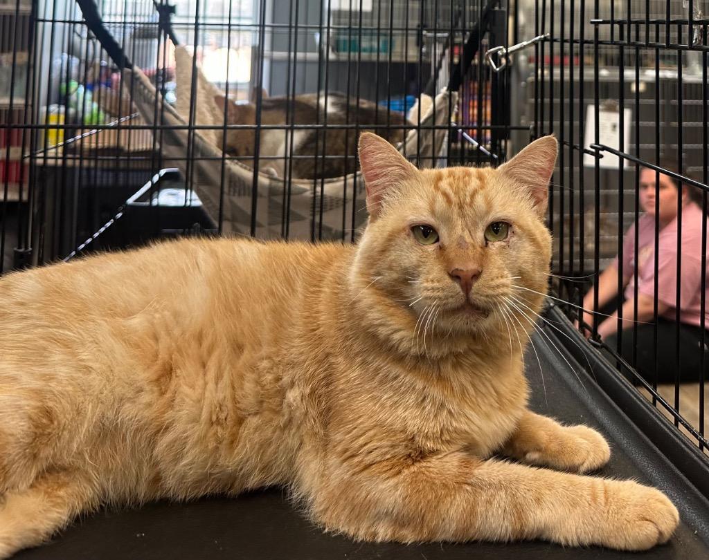 Big Mac, ADOPTABLE, Adult Male Domestic Short Hair.
