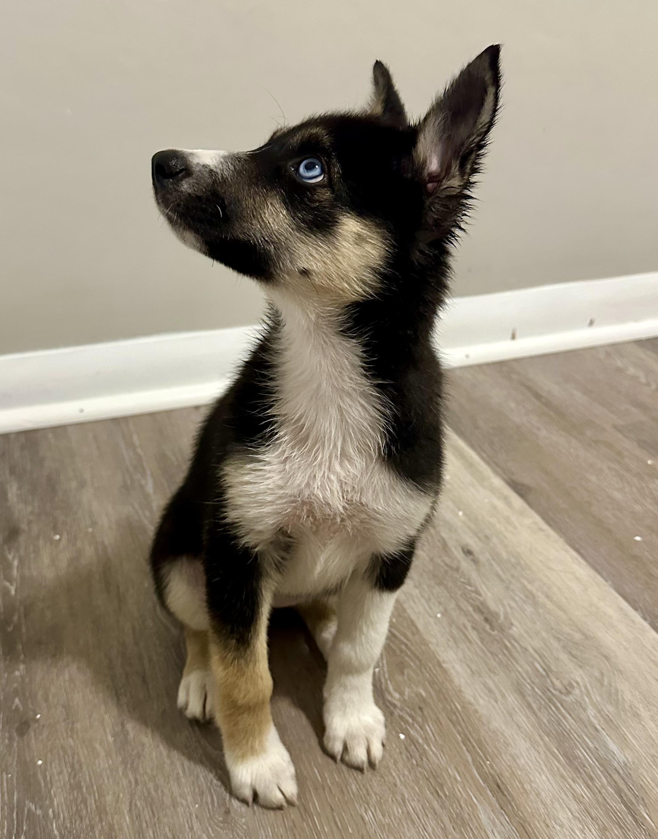 Rumi, an adoptable Pomsky in Hughesville, MD, 20637 | Photo Image 2