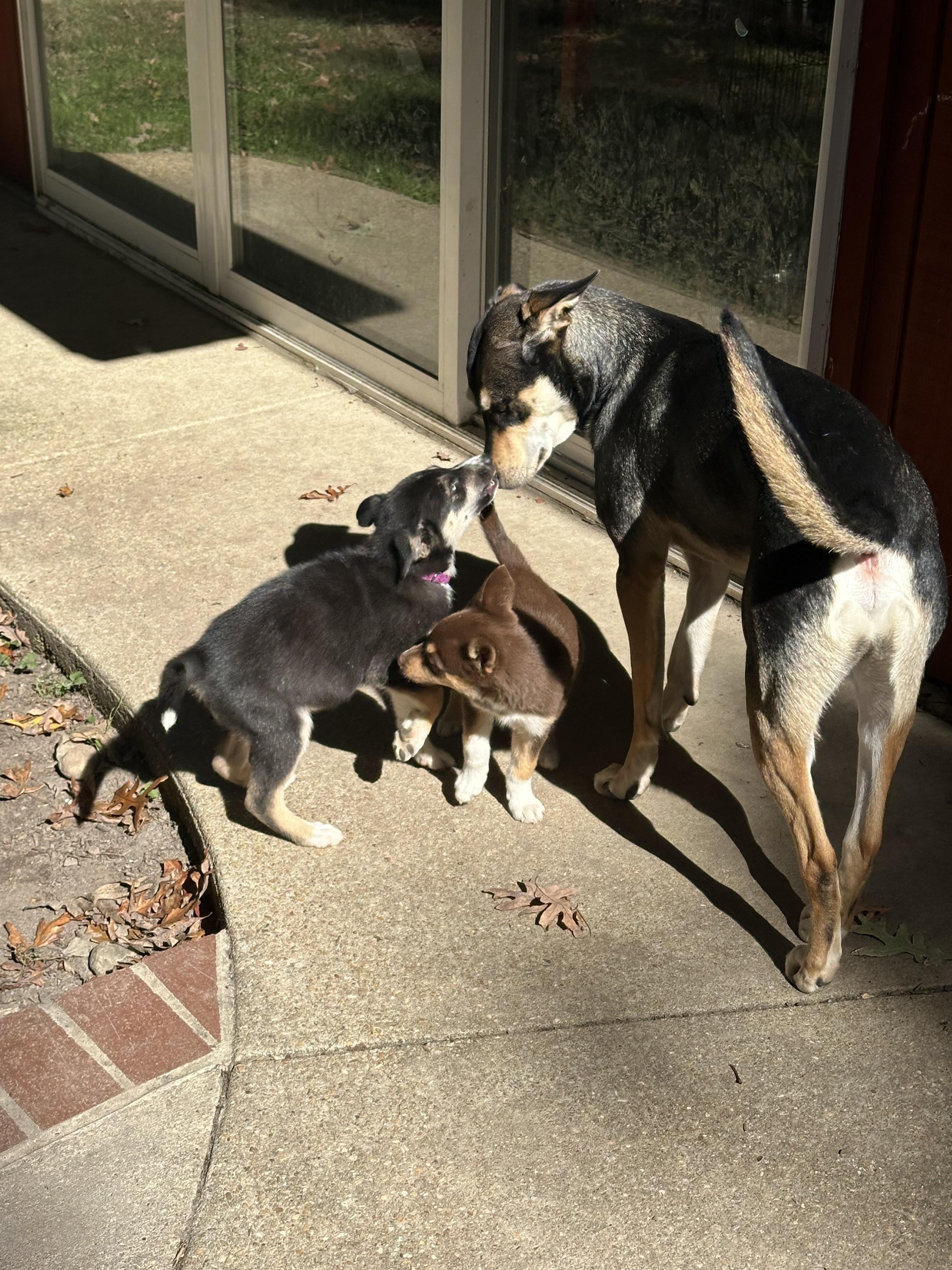 Rumi, an adoptable Pomsky in Hughesville, MD, 20637 | Photo Image 3