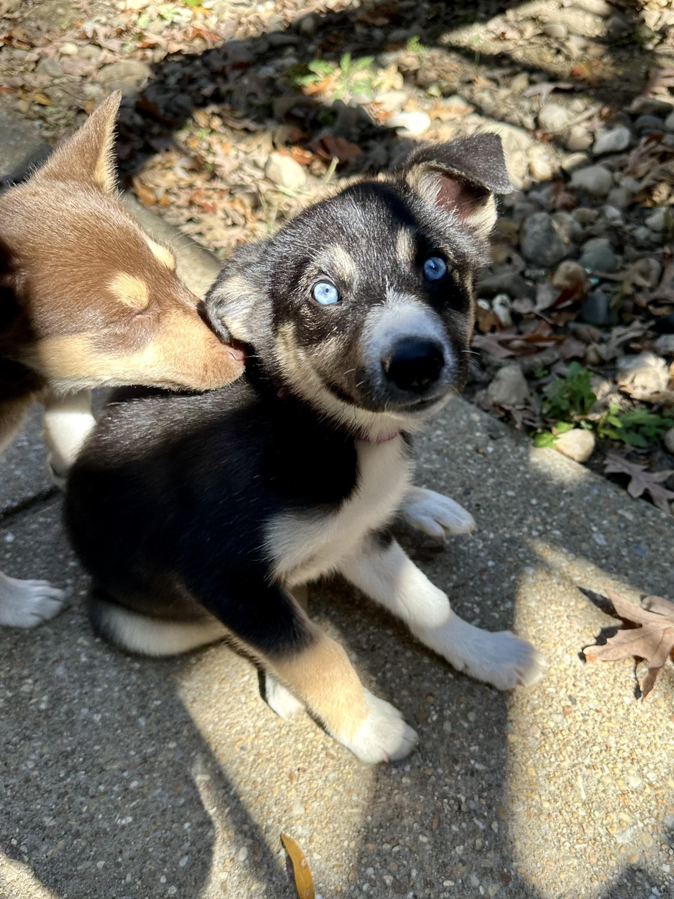 Rumi, an adoptable Pomsky in Hughesville, MD, 20637 | Photo Image 5