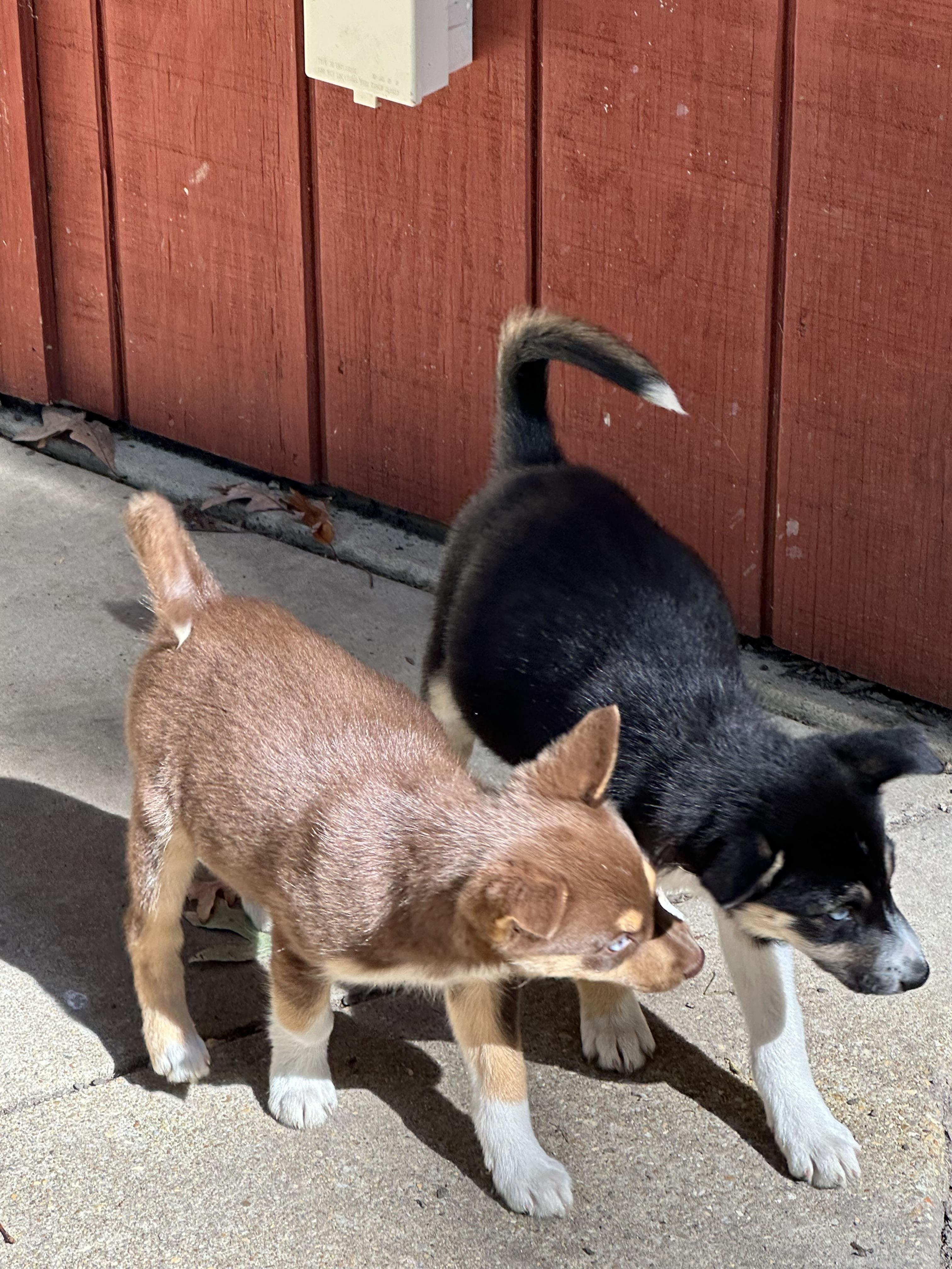 Rumi, an adoptable Pomsky in Hughesville, MD, 20637 | Photo Image 4