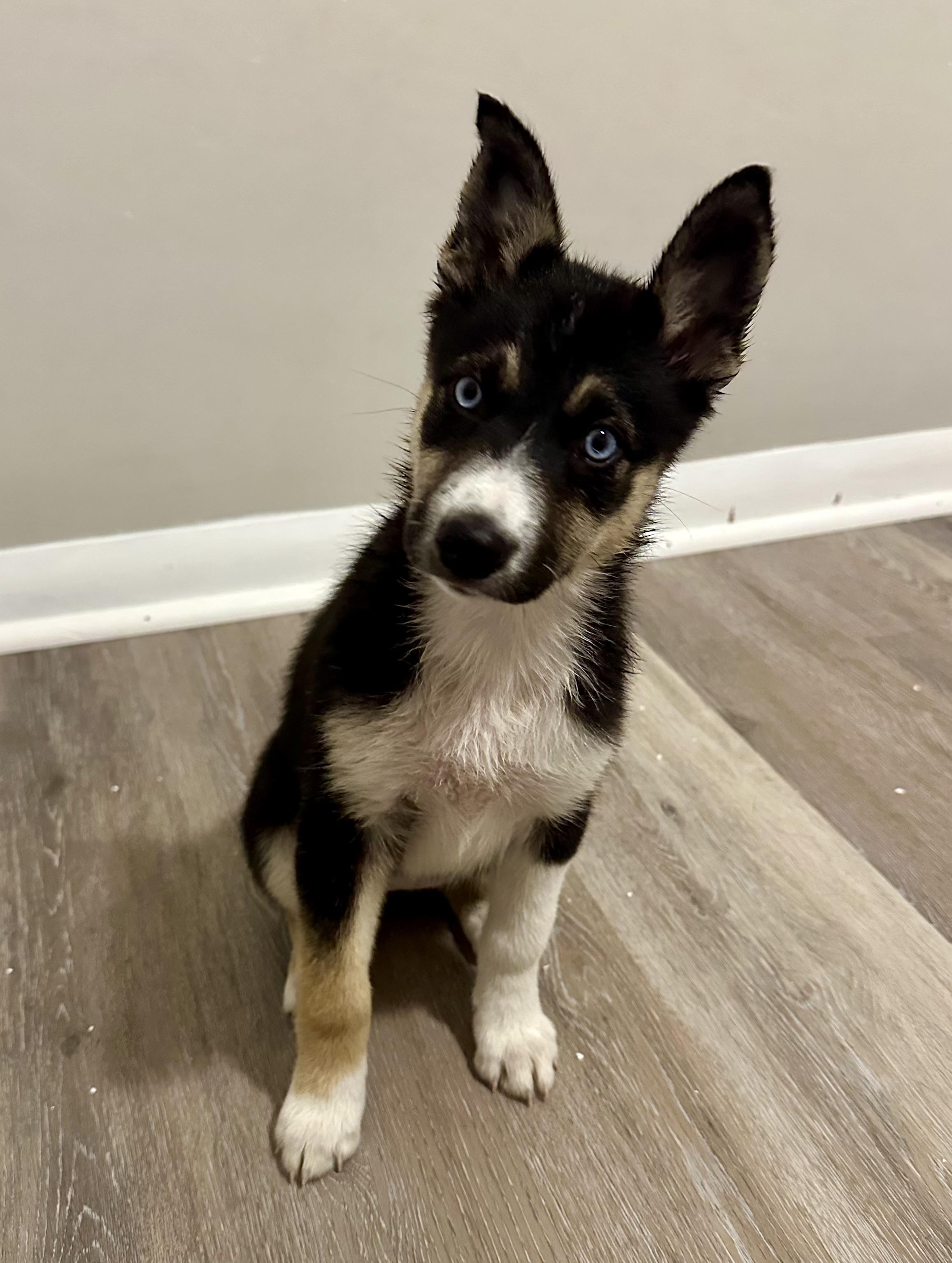 Rumi, an adoptable Pomsky in Hughesville, MD, 20637 | Photo Image 1