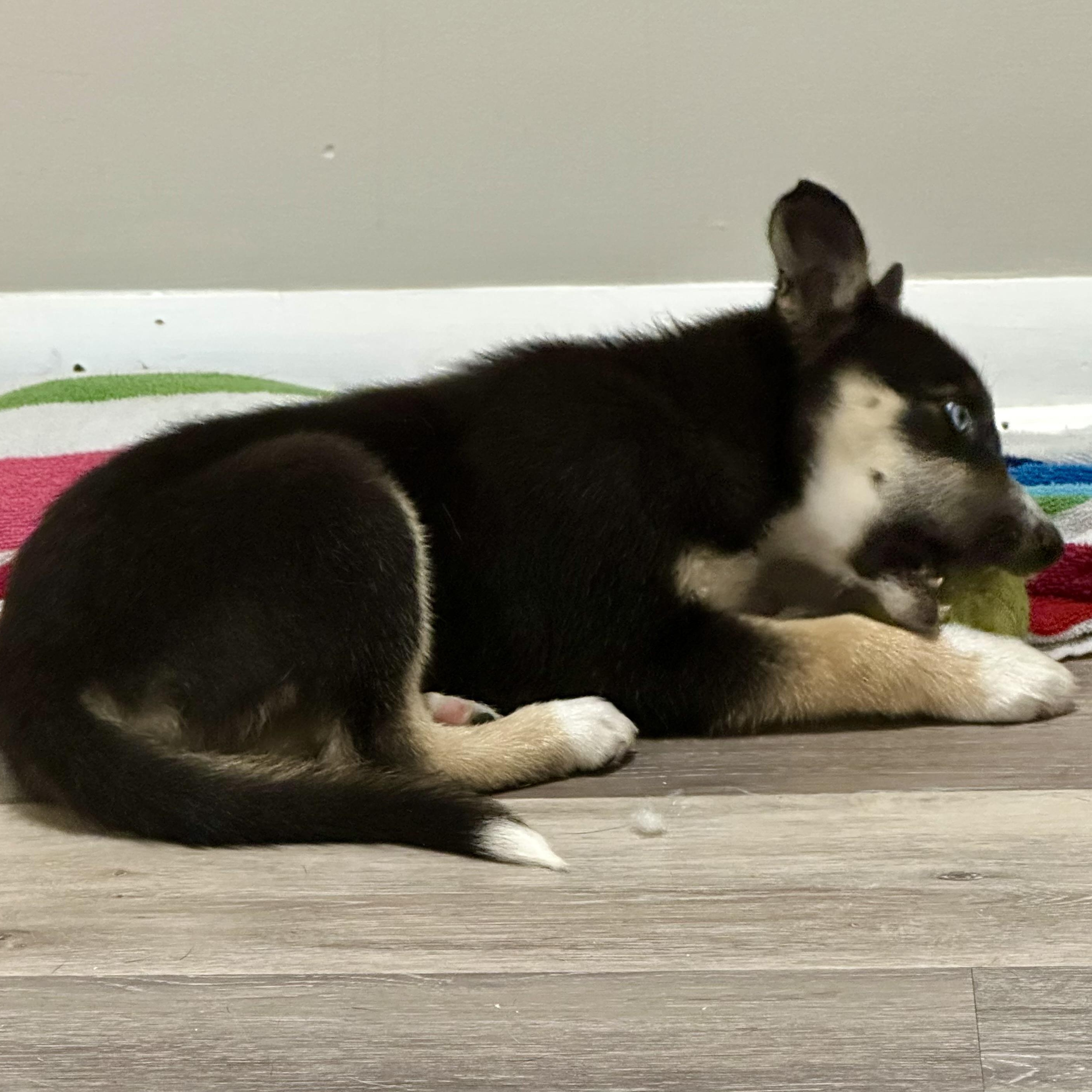 Rumi, an adoptable Pomsky in Hughesville, MD, 20637 | Photo Image 6