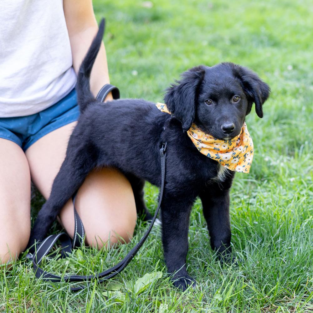 Lemon (Female)    Avail 9/20