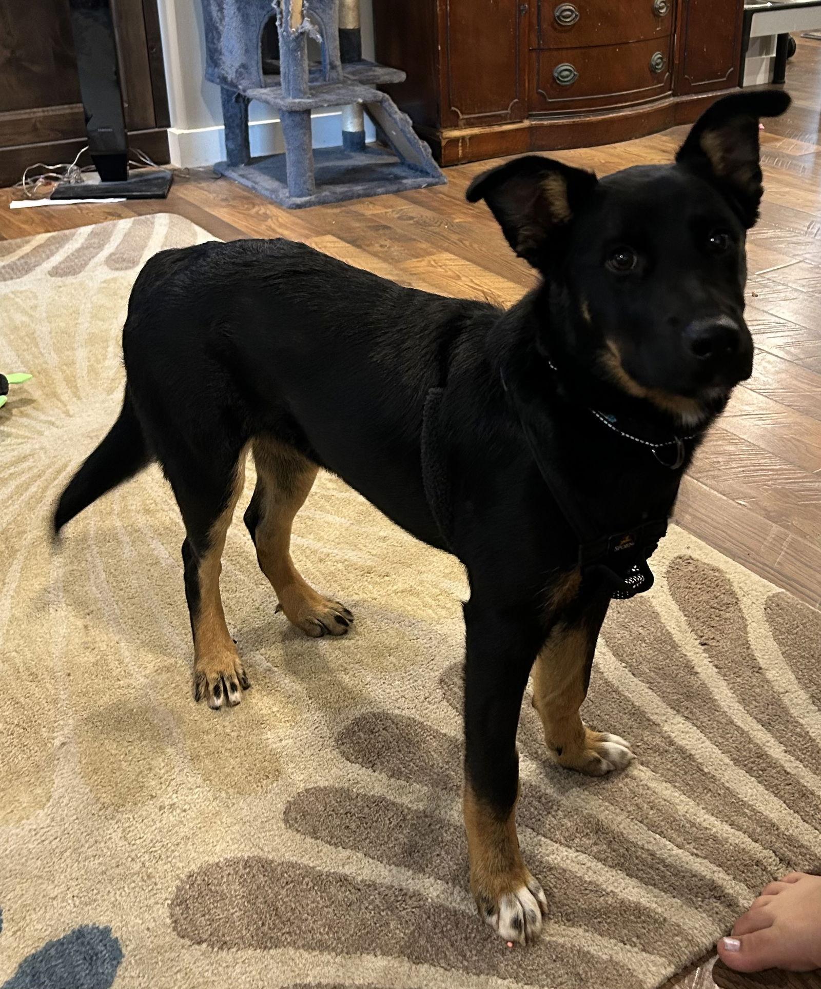 Leonidas, a Adoptable German Shepherd Dog in Topeka, KS image 1/3