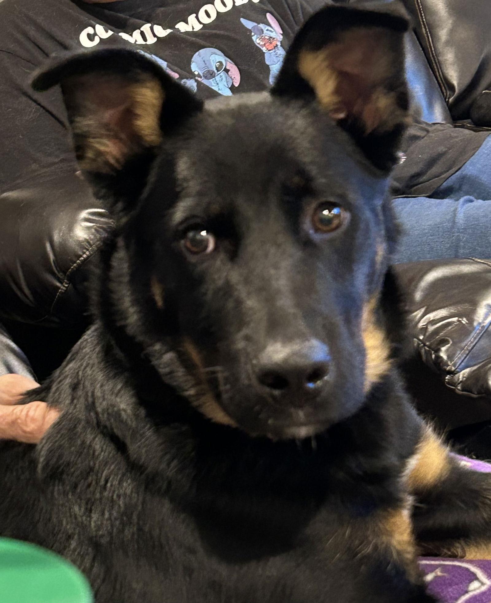 Leonidas, a Adoptable German Shepherd Dog in Topeka, KS image 2/3