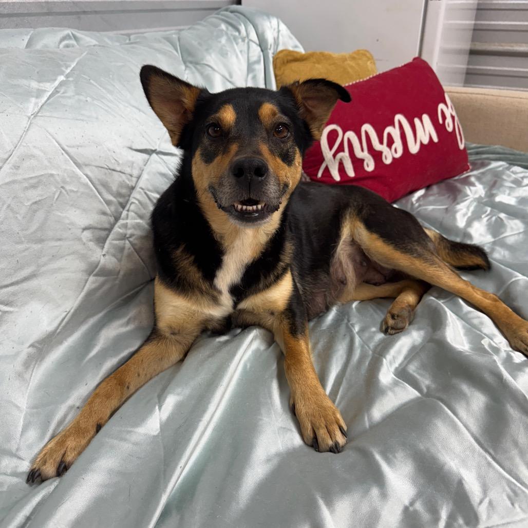 Lindy, Adoptable, Adult Female Australian Kelpie & Beagle.