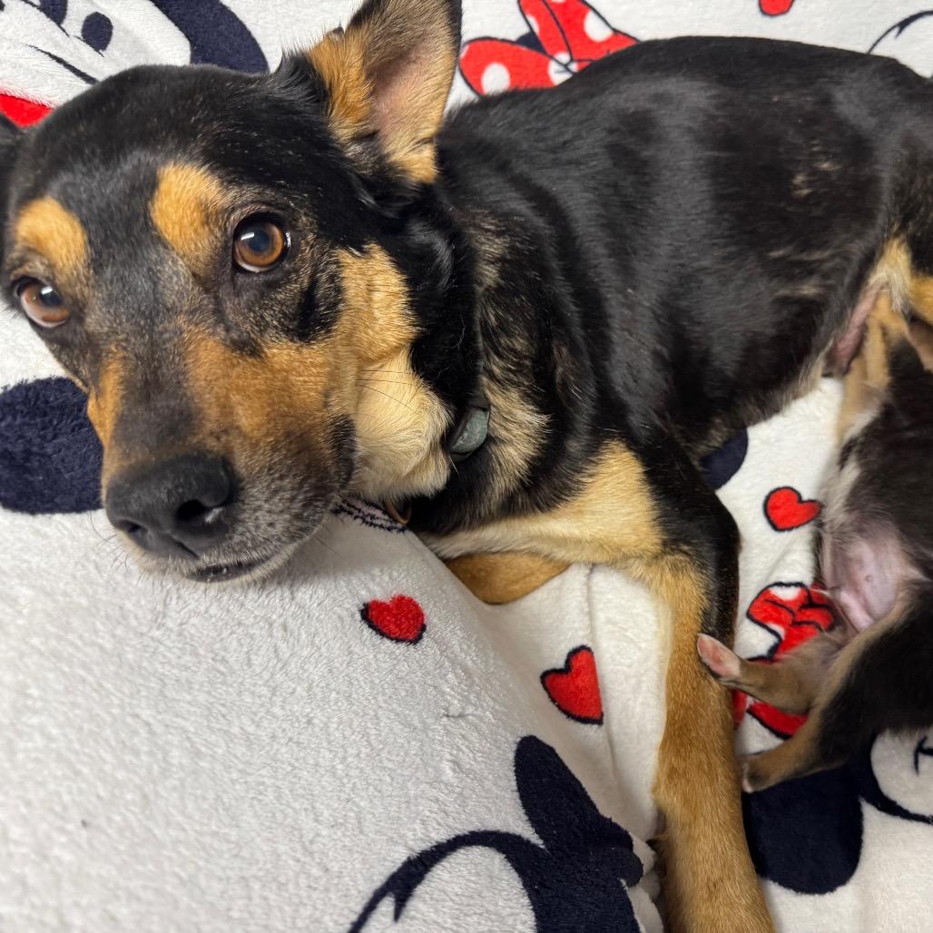 Enlarge Lindy, a Adoptable mixed breed in Pinson, TN image 2/3