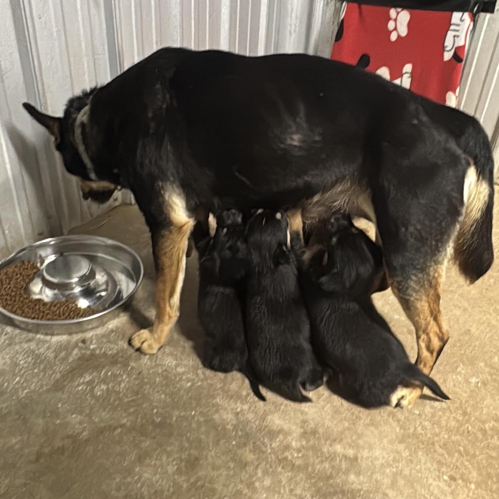 Enlarge Lindy, a Adoptable mixed breed in Pinson, TN image 3/3