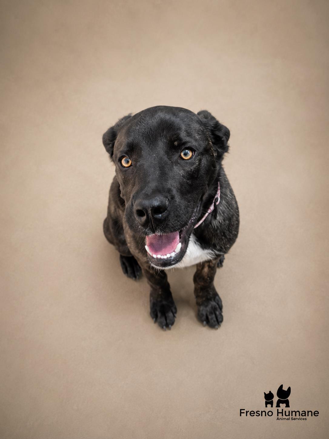 Jim Halpert, Adoptable, Puppy Male Mastiff & Mixed Breed.
