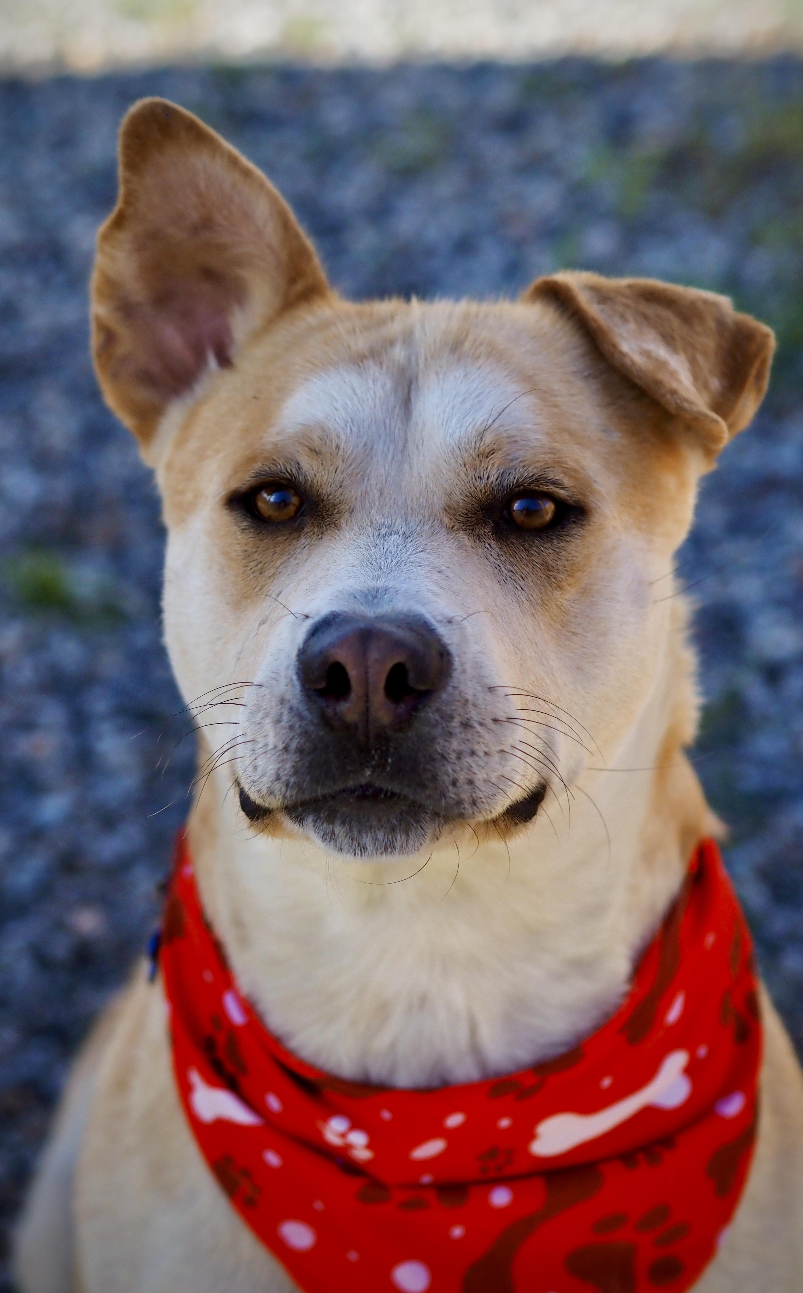 Banks, ADOPTABLE, Adult Male Labrador Retriever.