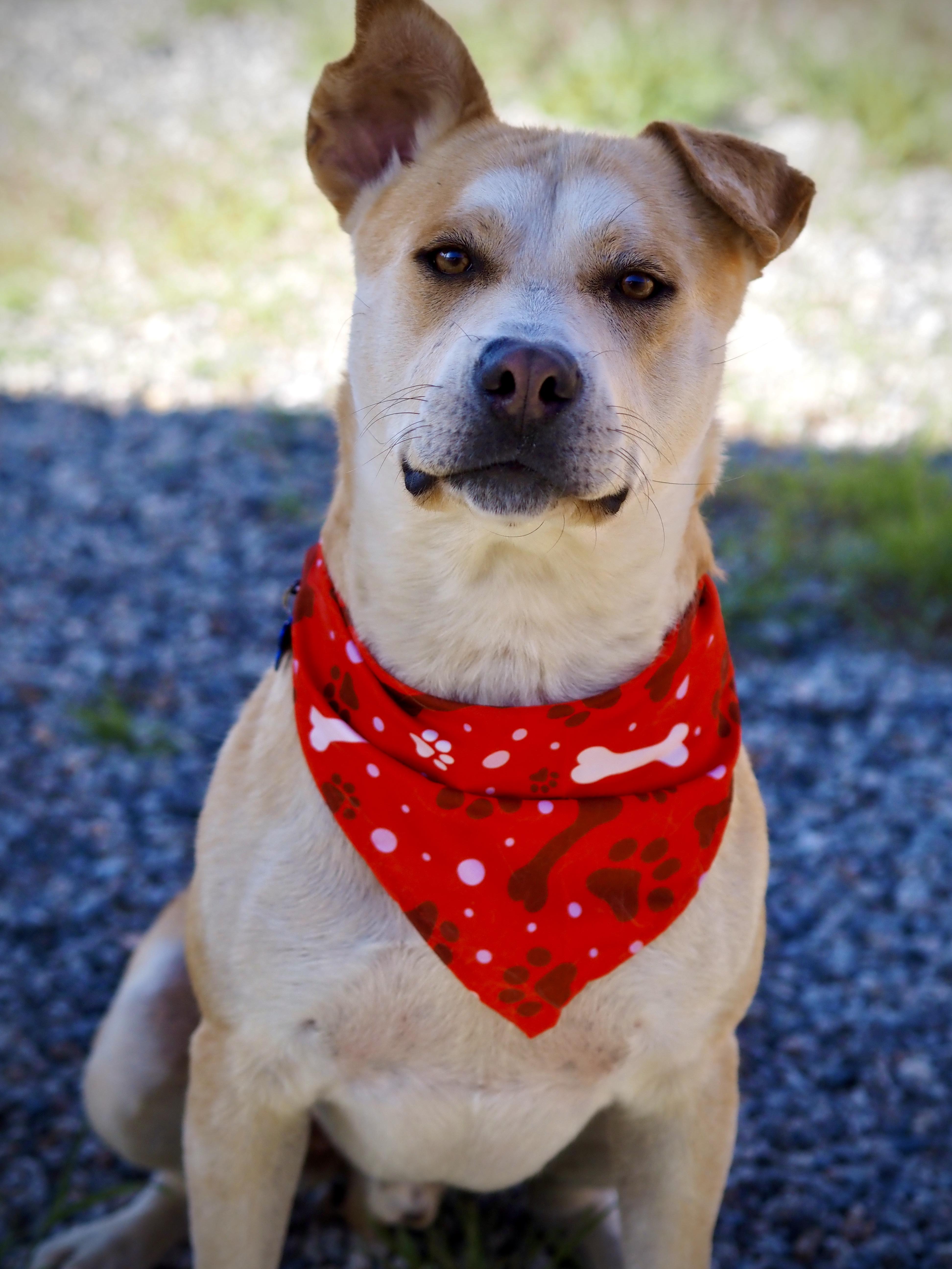 Enlarge Banks, a ADOPTABLE mixed breed in Buena Vista, CO image 3/4