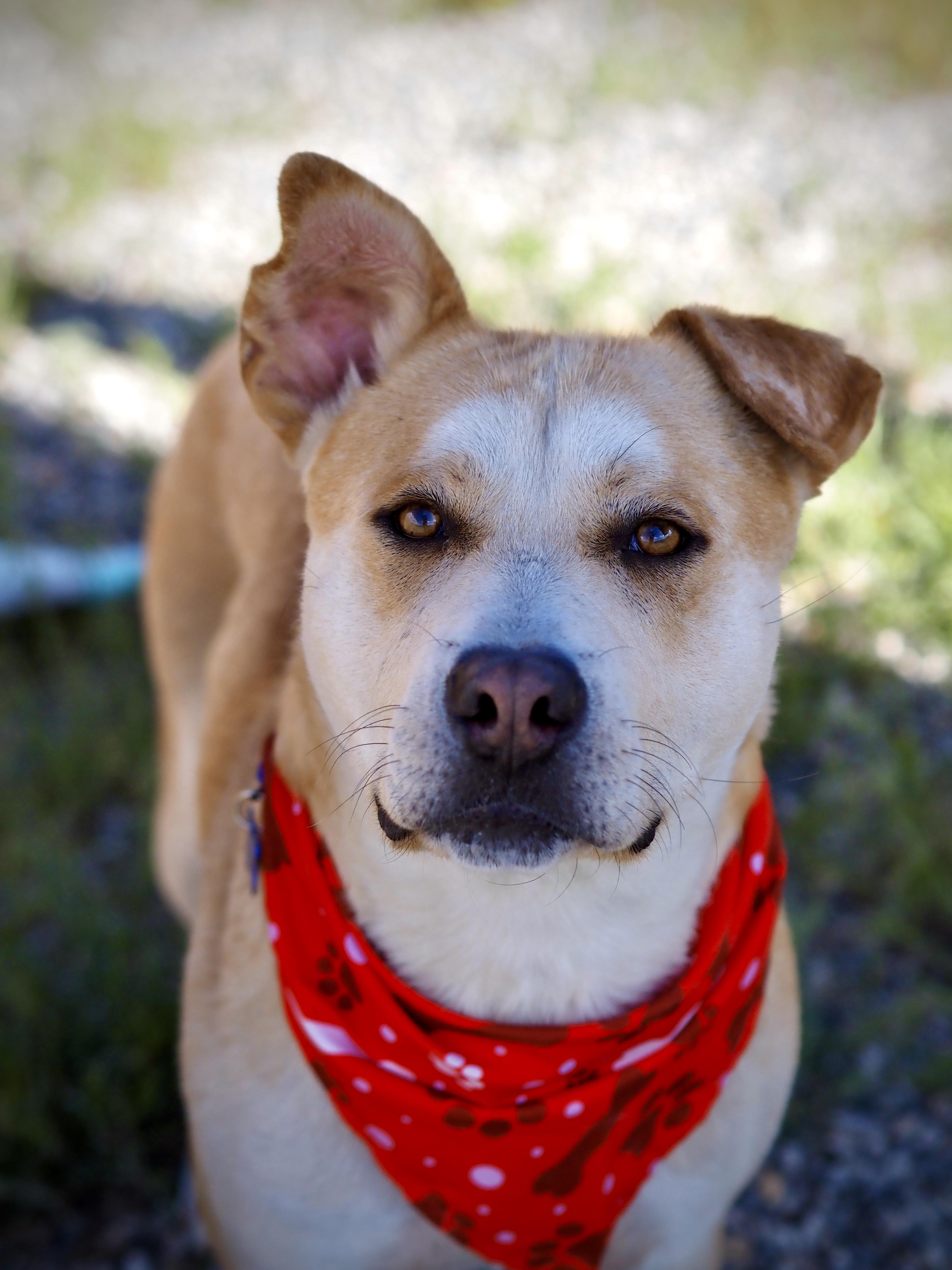 Enlarge Banks, a ADOPTABLE mixed breed in Buena Vista, CO image 4/4