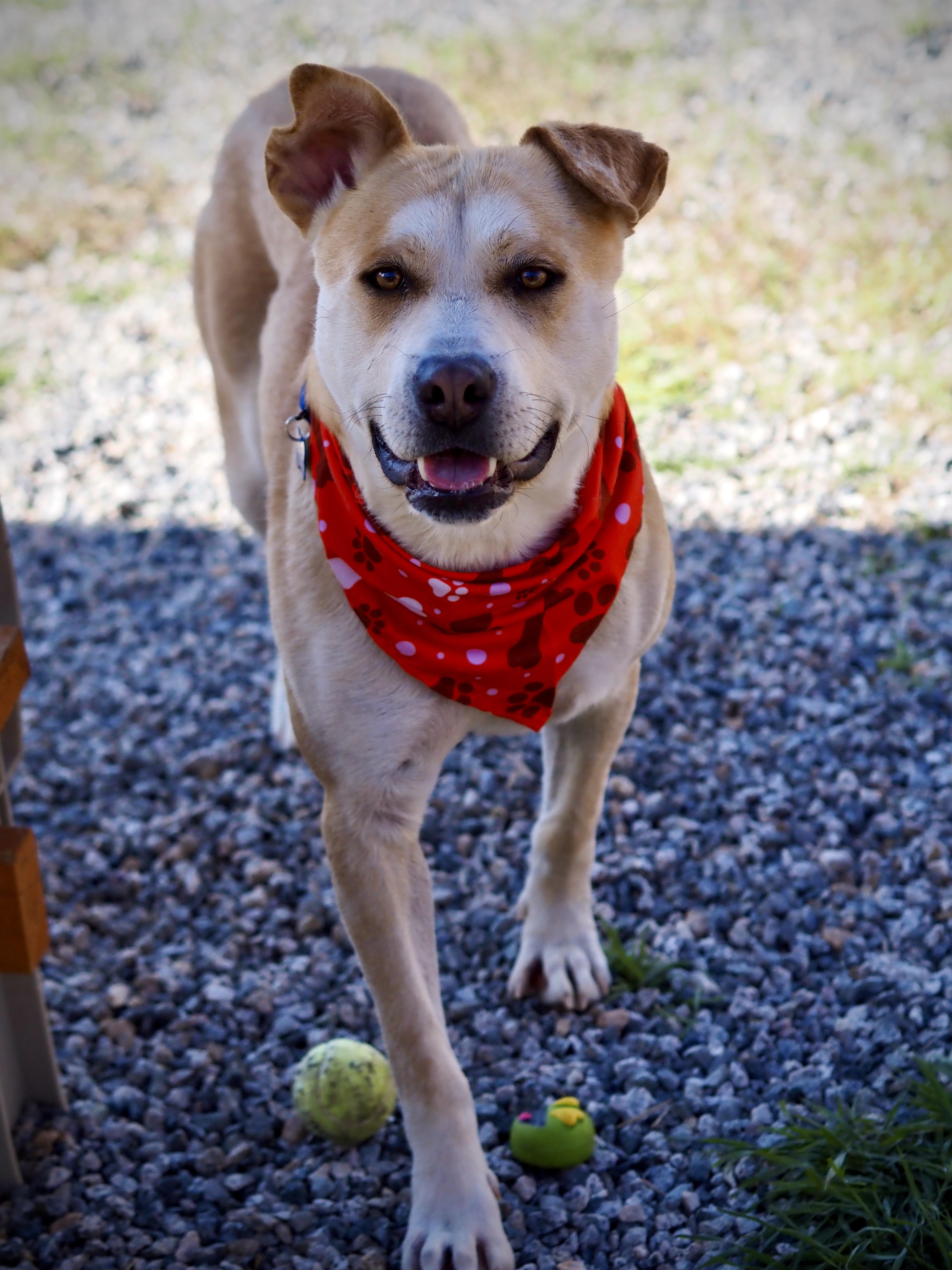 Enlarge Banks, a ADOPTABLE mixed breed in Buena Vista, CO image 2/4