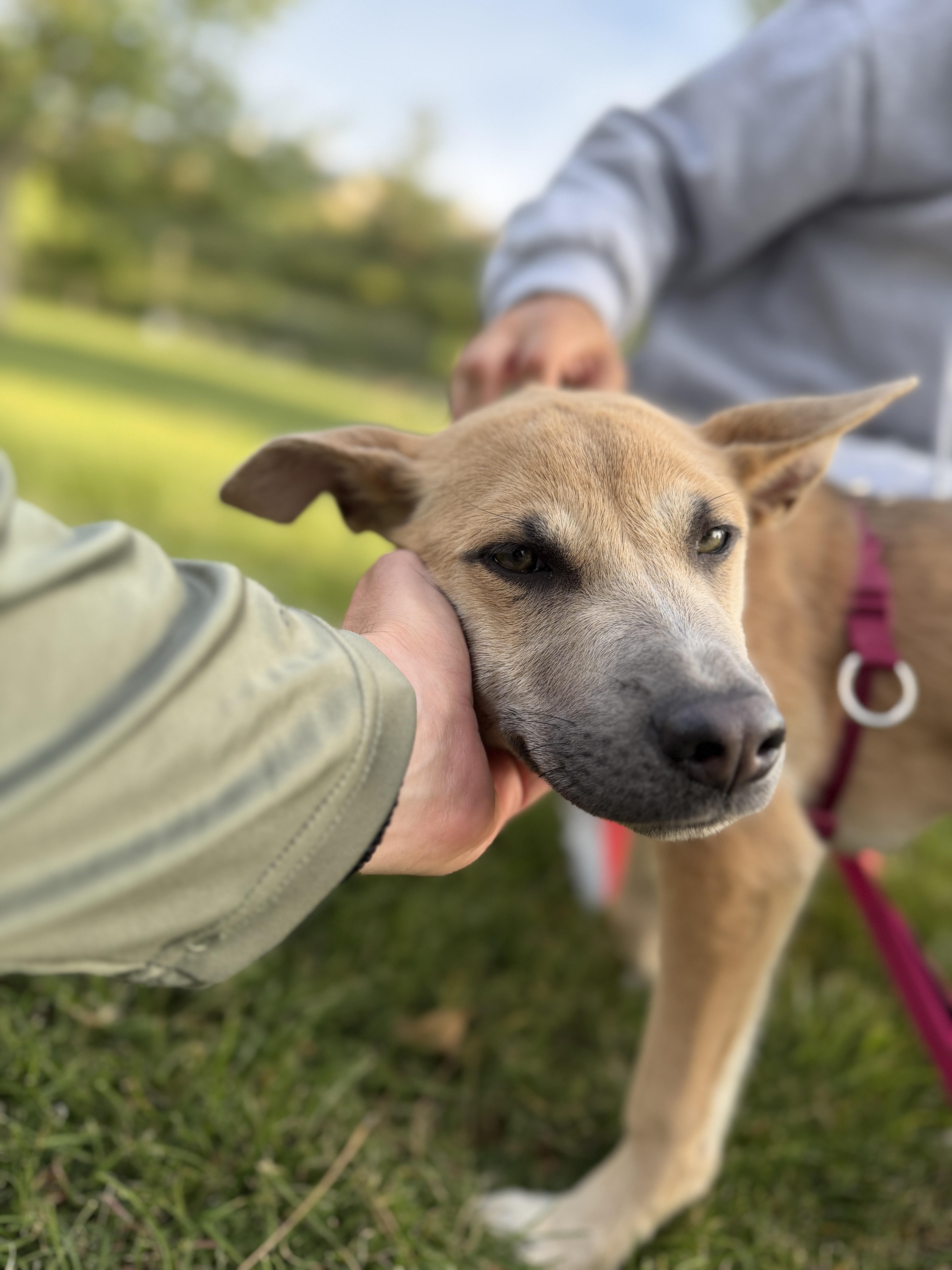 Bailey, a Adoptable Mixed Breed in Studio City, CA image 1/4