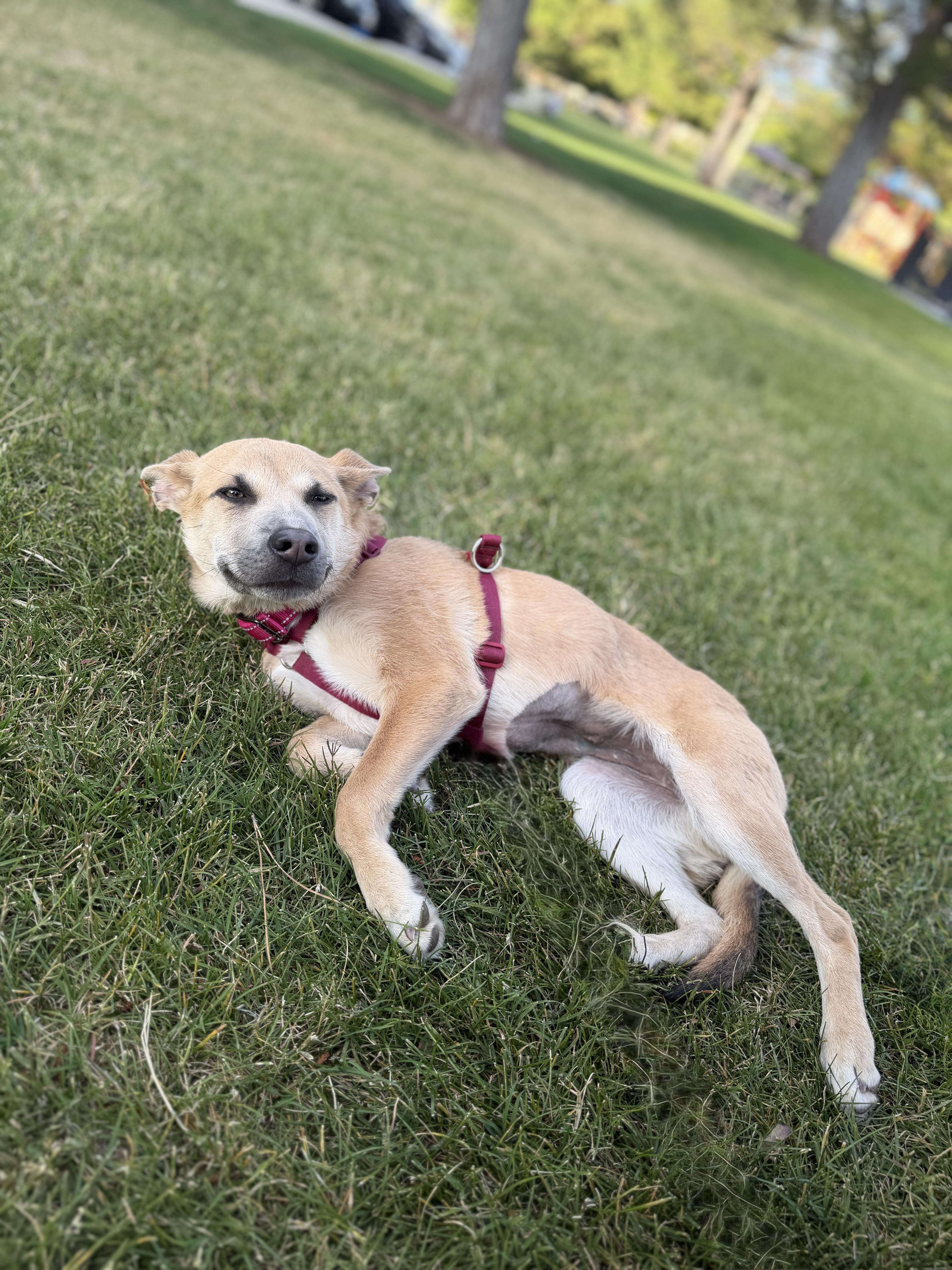 Bailey, a Adoptable Mixed Breed in Studio City, CA image 2/4