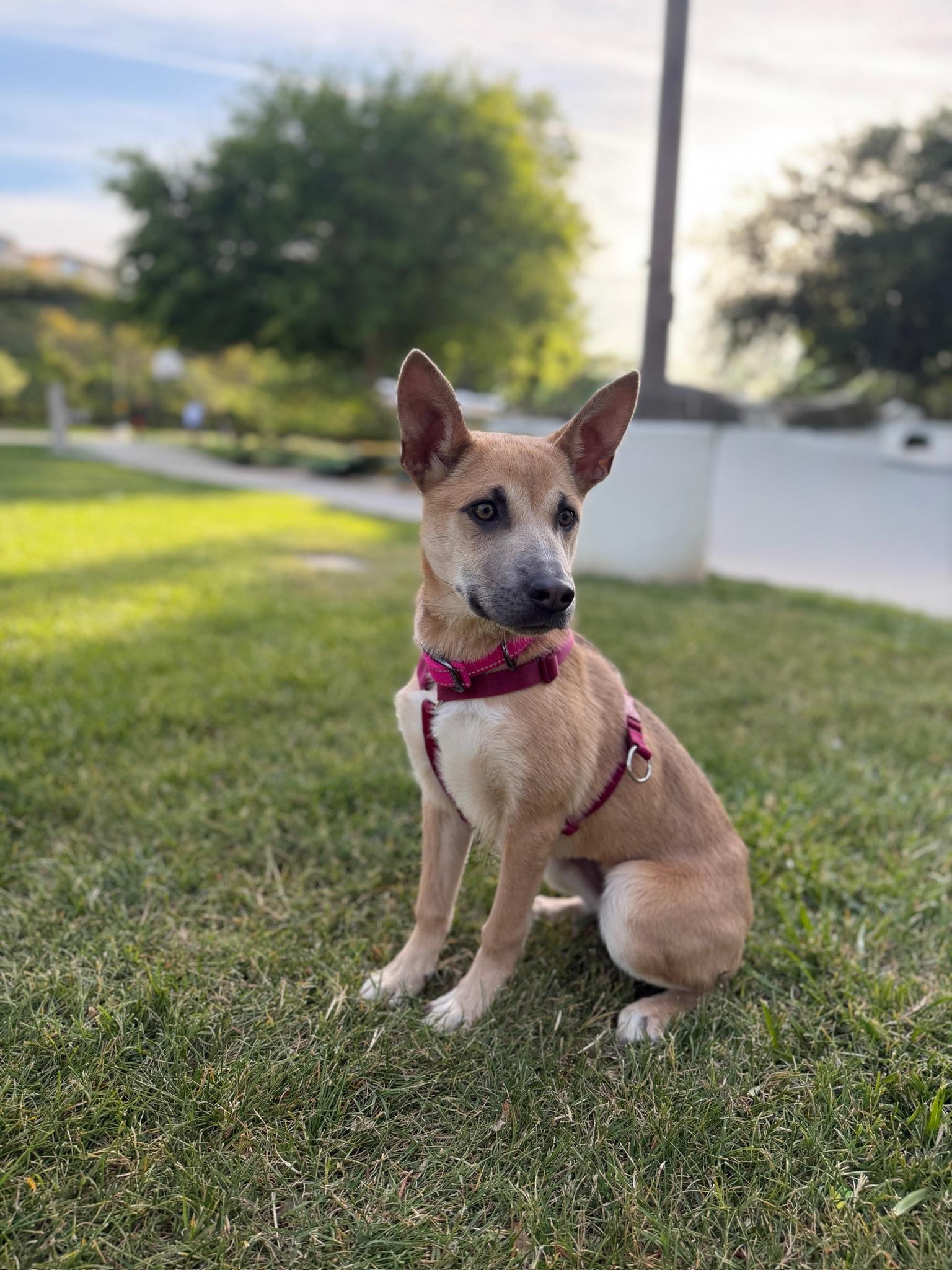 Bailey, a Adoptable Mixed Breed in Studio City, CA image 3/4