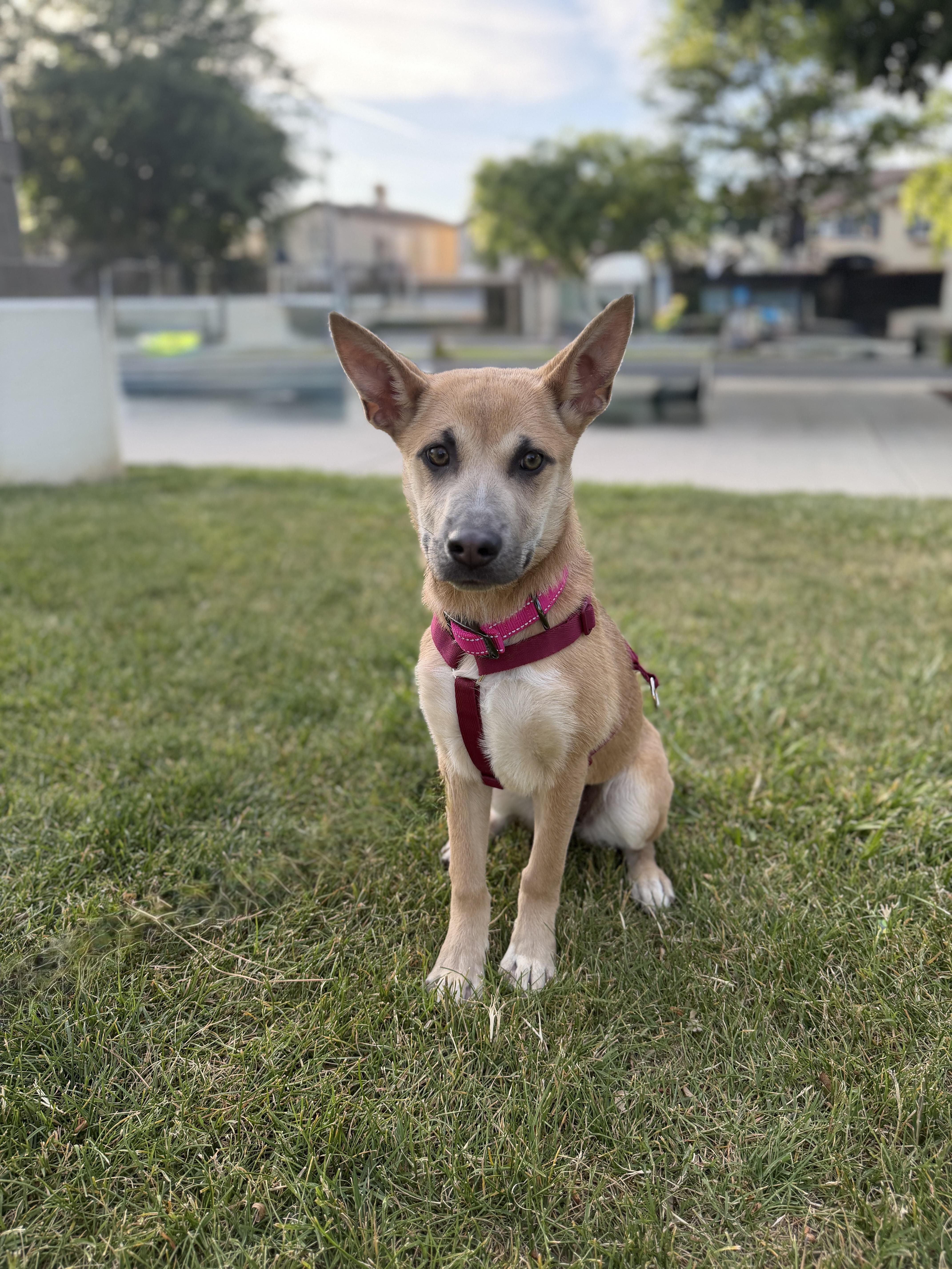 Bailey, a Adoptable Mixed Breed in Studio City, CA image 4/4