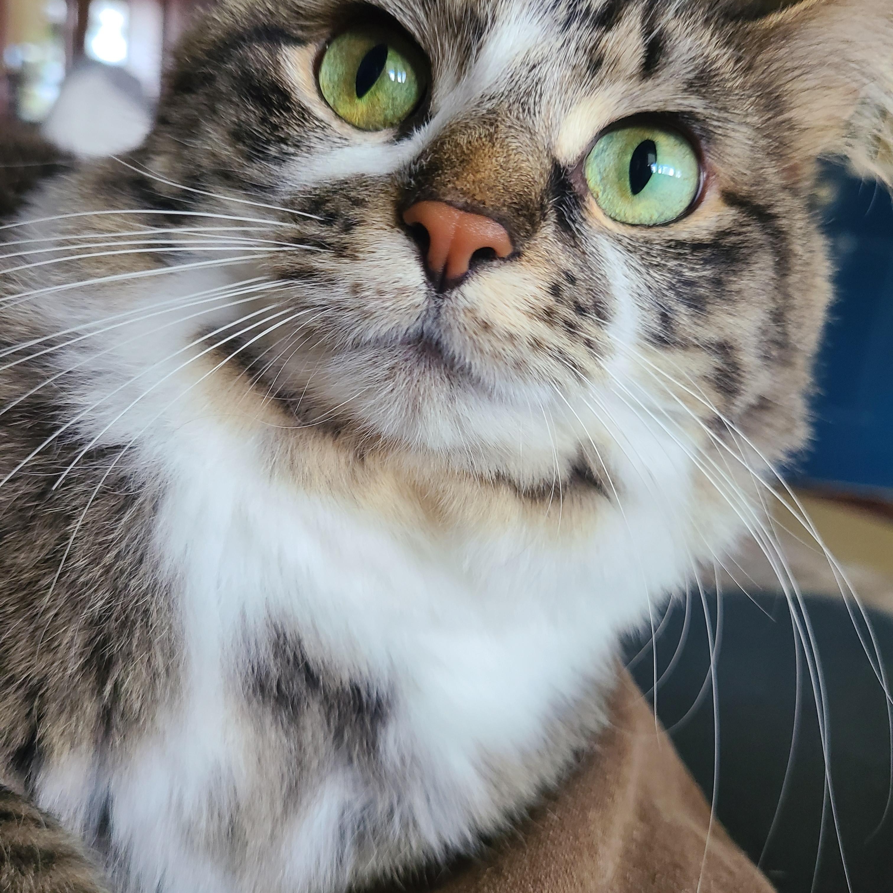 Enlarge Tilly, an adoptable Domestic Medium Hair in Menasha, WI image 2/3