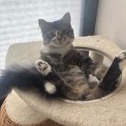 Enlarge Tilly, an adopted Domestic Medium Hair in Menasha, WI image 1/2