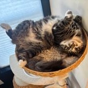 Enlarge Tilly, an adopted Domestic Medium Hair in Menasha, WI image 2/2