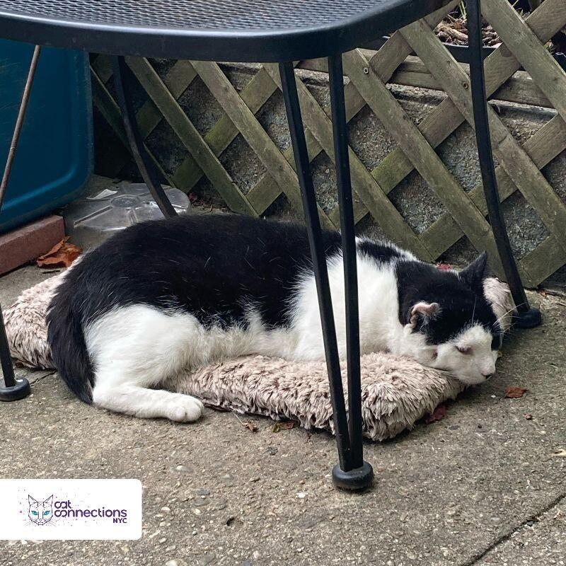 Erik, a Adoptable American Shorthair in Astoria, NY image 1/4