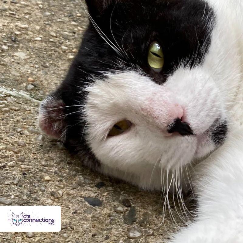 Erik, a Adoptable American Shorthair in Astoria, NY image 2/4