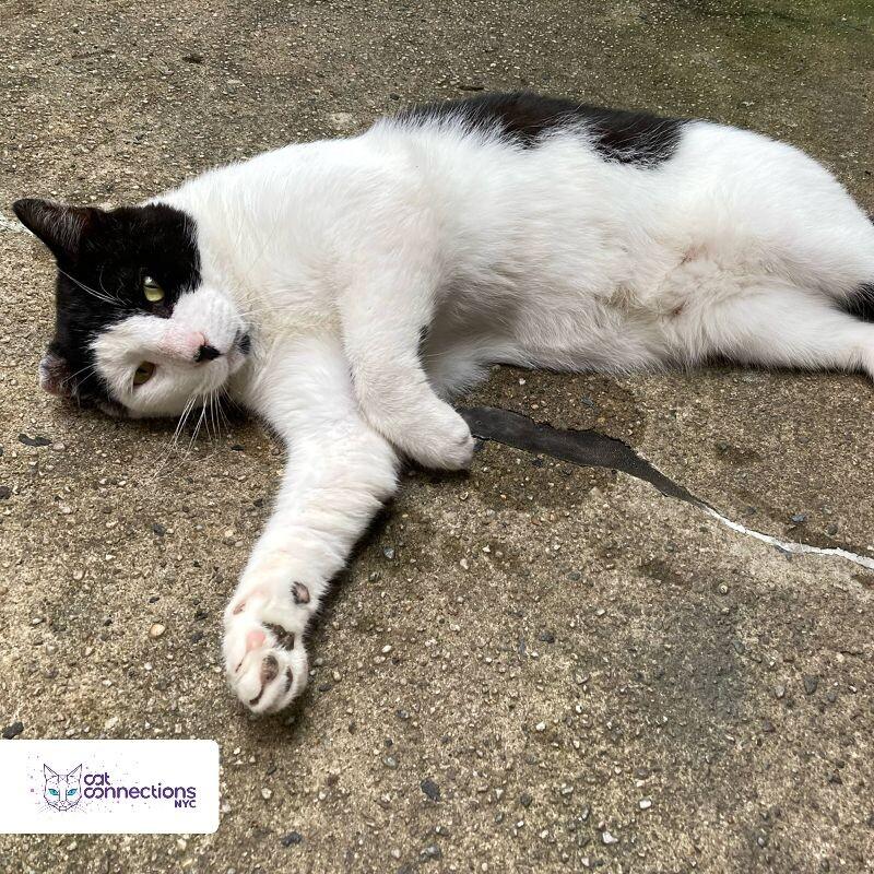 Erik, a Adoptable American Shorthair in Astoria, NY image 3/4