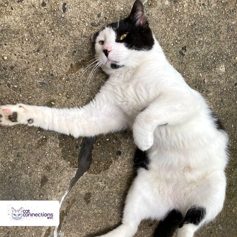 Erik, a Adoptable American Shorthair in Astoria, NY image 4/4