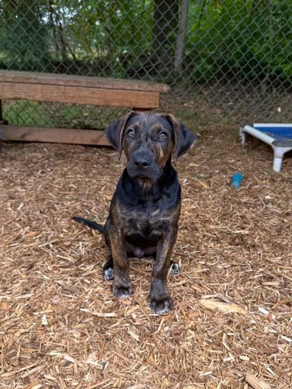 Sambuca, Adoptable, Puppy Male Hound & Mixed Breed.