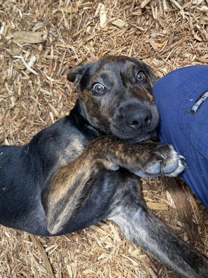 Sambuca, a Adoptable mixed breed in Cumming, GA image 2/3