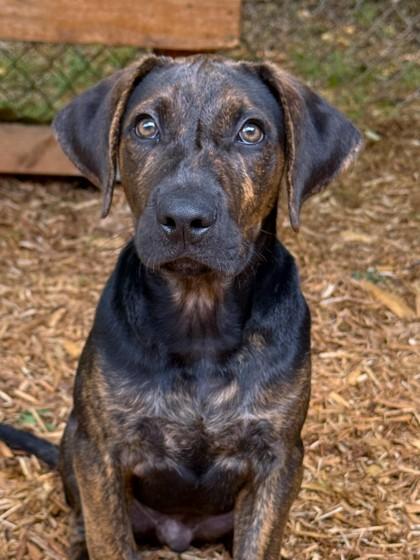 Sambuca, a Adoptable mixed breed in Cumming, GA image 3/3