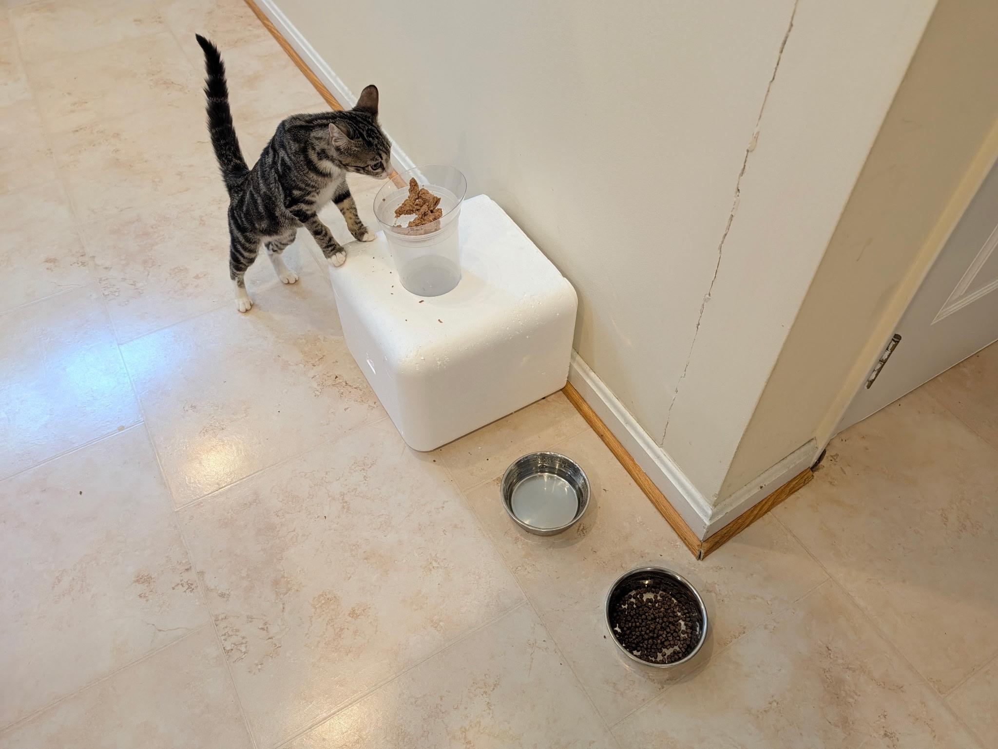 Enlarge Toya-A One-of-a-Kind Marbled Girl with a BIG Personality, a Adoptable Tabby in Laurel, MD image 4/6