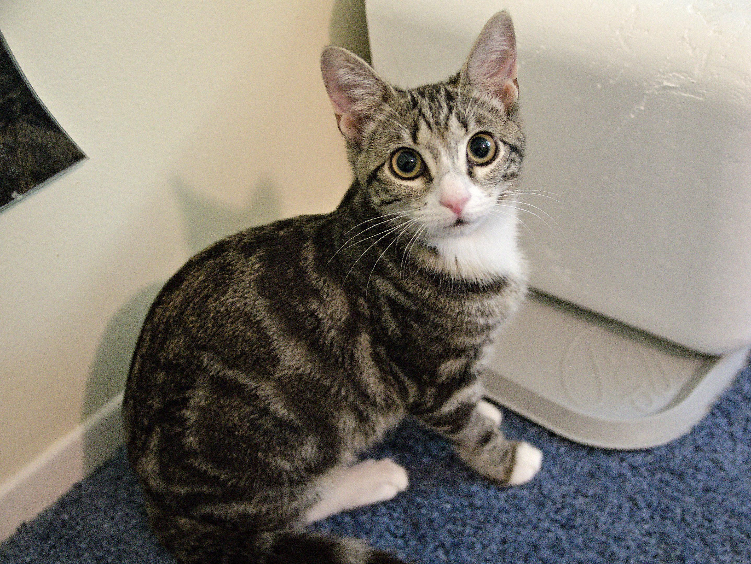 Enlarge Toya-A One-of-a-Kind Marbled Girl with a BIG Personality, a Adoptable Tabby in Laurel, MD image 3/6