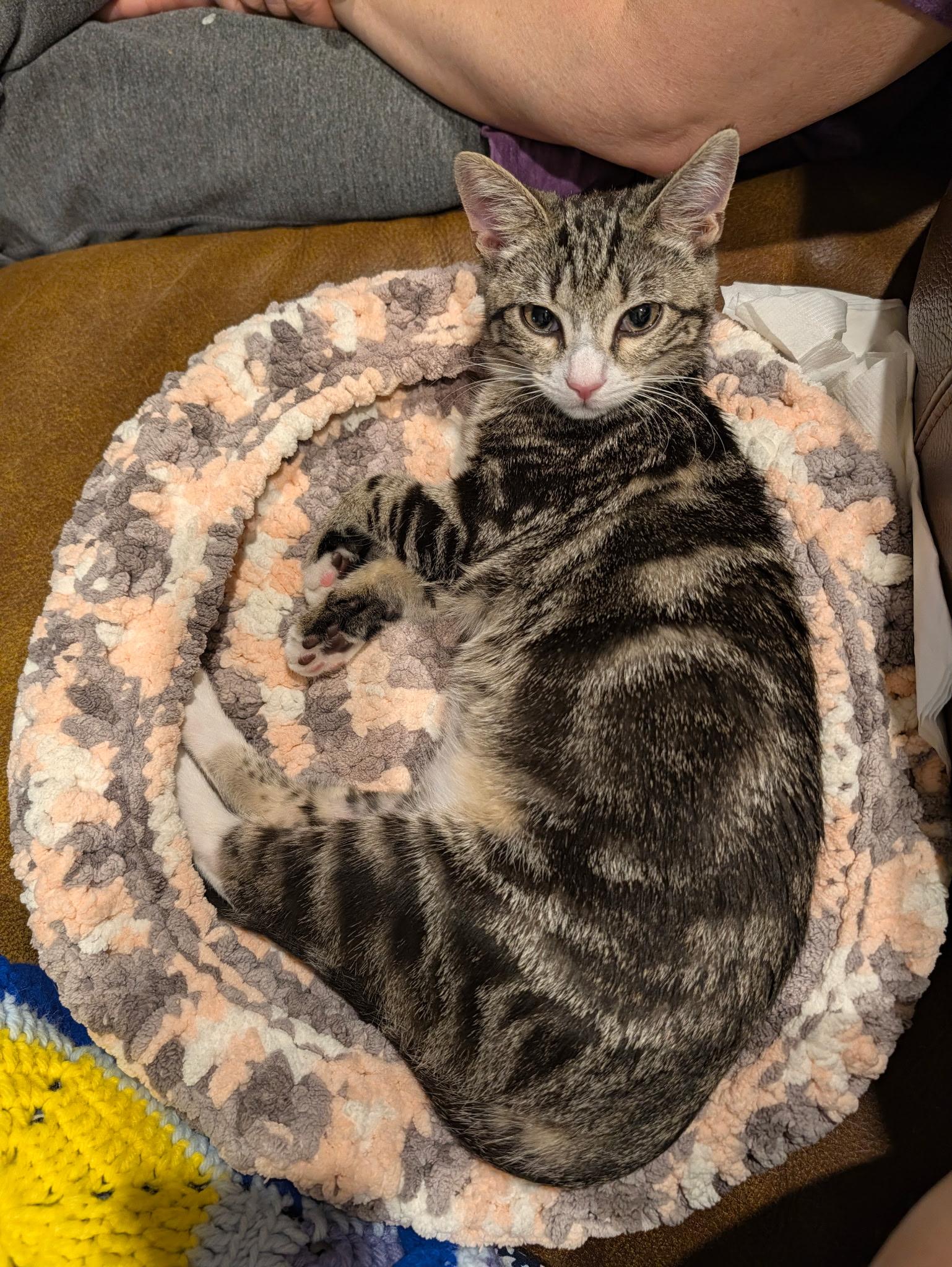 Enlarge Toya-A One-of-a-Kind Marbled Girl with a BIG Personality, a Adoptable Tabby in Laurel, MD image 5/6
