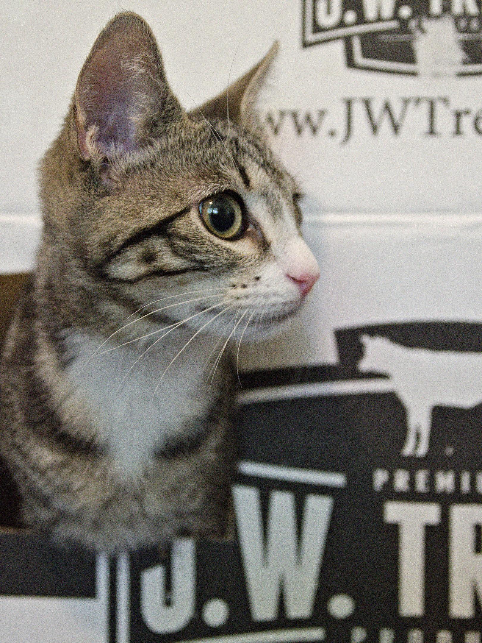Enlarge Toya-A One-of-a-Kind Marbled Girl with a BIG Personality, a Adoptable Tabby in Laurel, MD image 6/6