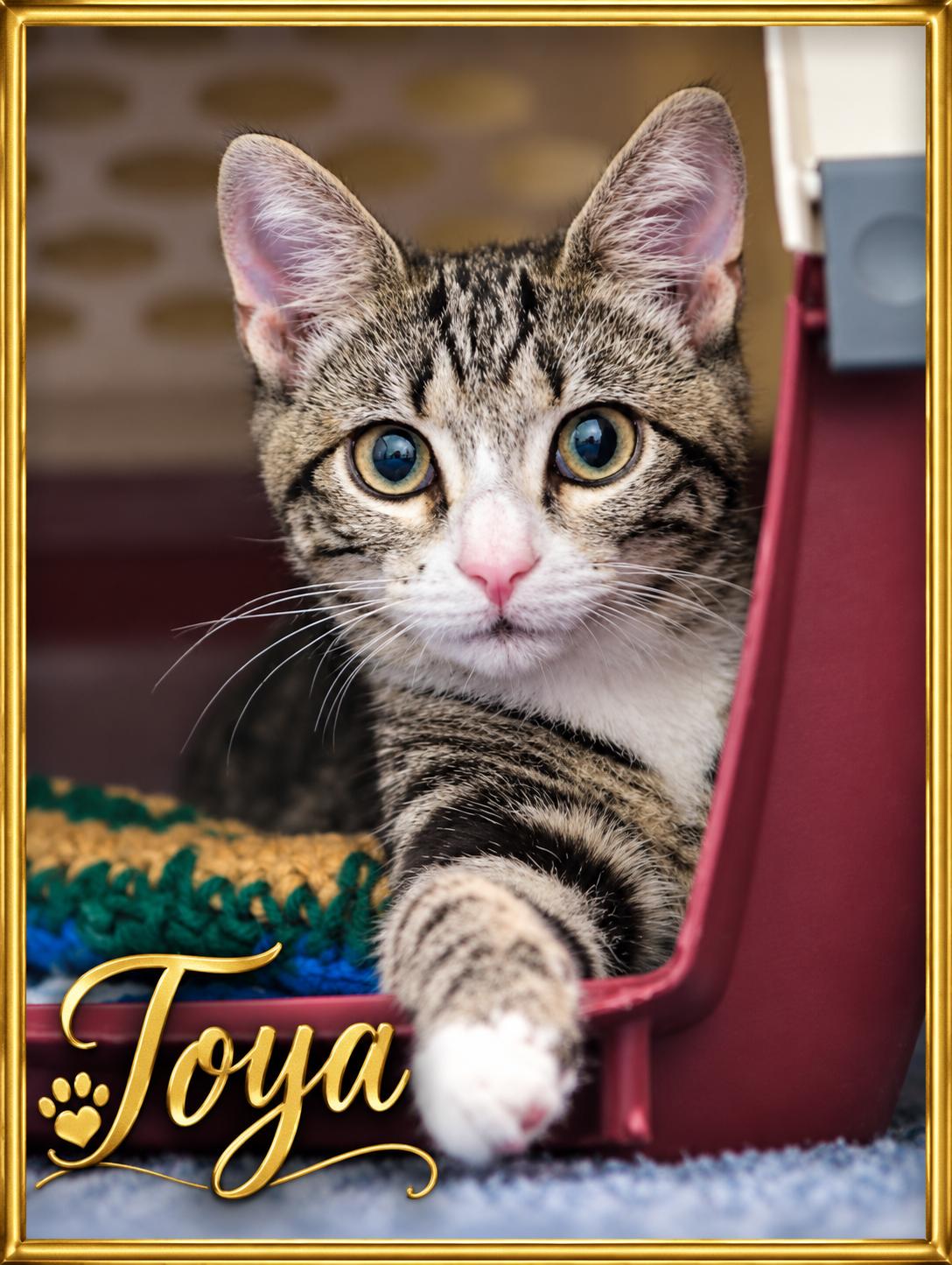 Enlarge Toya-A One-of-a-Kind Marbled Girl with a BIG Personality, a Adoptable Tabby in Laurel, MD image 1/6