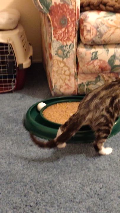 Enlarge Toya-A One-of-a-Kind Marbled Girl with a BIG Personality, a Adoptable Tabby in Laurel, MD video 2/6